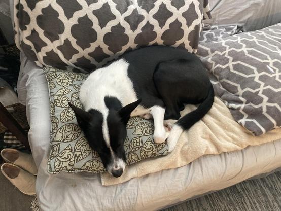 Rufus the black and white cattle dog mix is lying on the couch, with pillows, cushions, and a towel all playing a part in ensuring his comfort.