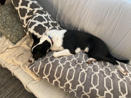 Rufus the black and white cattle dog mix is lying on a pile of couch cushions, none of which is where it belongs.