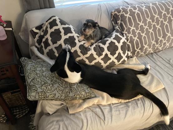 Rufus the black and white cattle dog mix, and Matilda aka The Gremlin, are playing on the couch with cushions smooshed and flopped over.