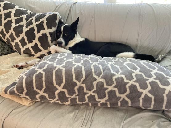 Rufus the black and white cattle dog mix is lying in his favorite daytime napping spot, a trough made when he flops the sofa back cushions over.