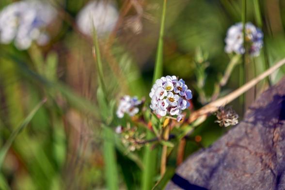 Au centre de l’image, légèrement décalée vers la droite, une boule de toutes petites fleurs blanches au coeur coloré de rose ou de jaune, surmonte une tige jaunâtre. Dans le reste de l’image, on voit cinq autres boules de fleurs blanches et des tiges d’herbes vertes hors focus, ainsi qu’un rocher noir.