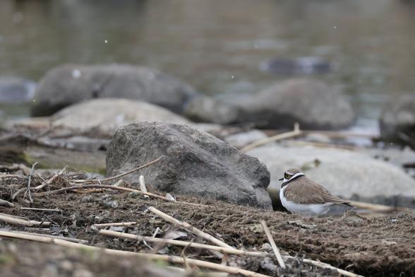 A photo of a little ringed plower next to a rock.