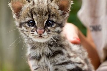 Here is a close-up of a young Oncilla. How cute is that face?