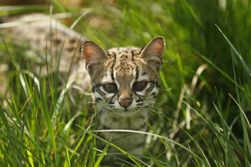 And here is another one, walking through tall grass.
