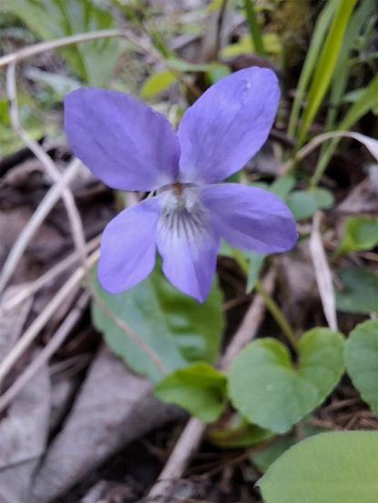 Purple flower of the Hunds-Veilchen (Heath Dog Violet) bloom low to the ground at the base of a tree. The flowers have five soft petals with lighter centers and faint white markings. They are surrounded by fresh green leaves and some dry fallen leaves, resting on a forest floor made of soil, pebbles, and moss.