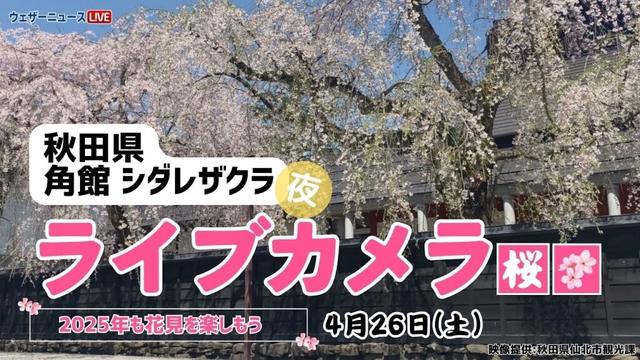 【夜桜ライブカメラ】枝垂れ桜／「秋田県・角館」ライブカメラより/Cherry Blossom Live Camera　 2025年4月26日(土)  #桜  #さくら #枝垂れ桜