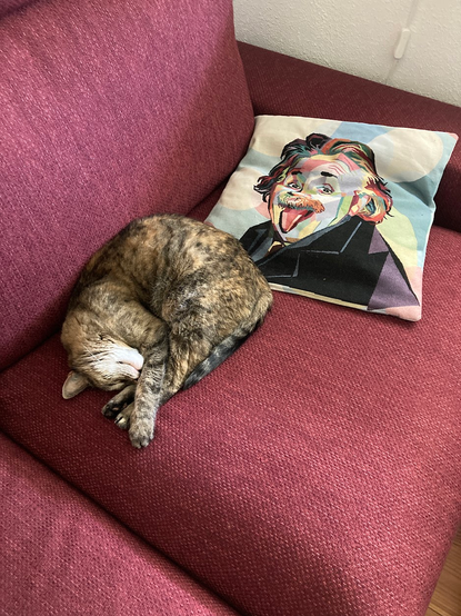 Katze schlafend auf dem Sofa, daneben ein Kissen mit dem Kopf von Albert Einstein