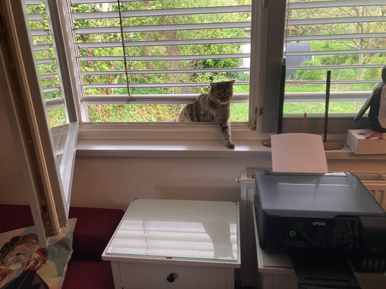 Katze kommt vom Ausflug auf den Fenstersims wieder rein.