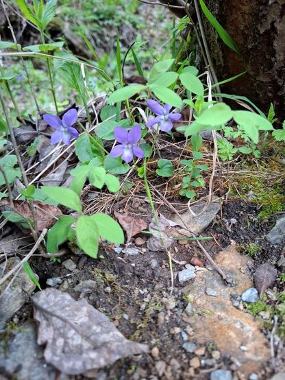 Several delicate purple flowers of Viola canina (Hunds-Veilchen or Heath Dog Violet) bloom low to the ground at the base of a tree. The flowers have five soft petals with lighter centers and faint white markings. They are surrounded by fresh green leaves and some dry fallen leaves, resting on a forest floor made of soil, pebbles, and moss.