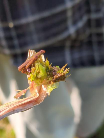Auf einem gebogenen Stöckchen befindet sich ein grüner Haufen undefinierbares Zeugs. Dieser Haufen stellt sich als Hülle heraus, die aus kleinen Aststücken und zerteilten Pflanzenschnipseln zusammen gebaut wurde. Wäre es ein Video und der Haufen ungestört, würde an einem Ende der Bewohner mit Kopf und Beinen herausschauen.