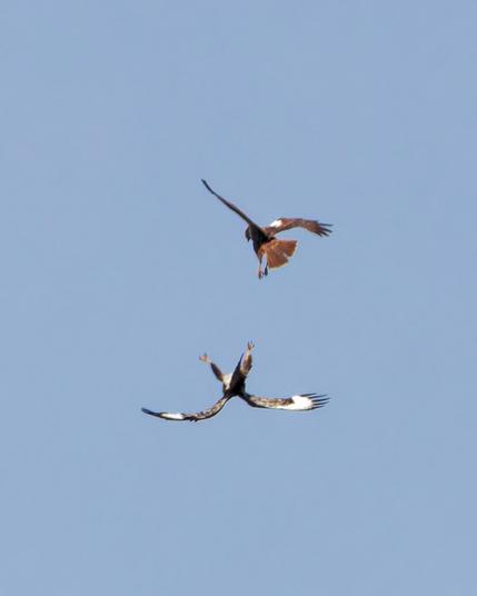 The marsh harrier attacks the buzzard from above. The buzzard defends itself by turning onto its back and showing its claws. View from behind