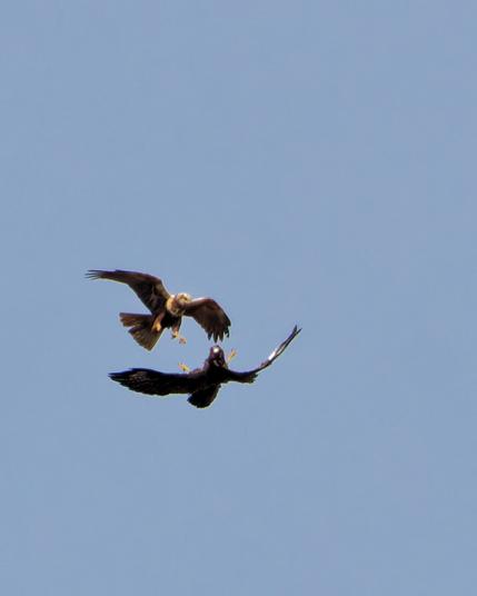 The marsh harrier attacks the buzzard from above. The buzzard defends itself by turning onto its back and showing its claws. View from the front