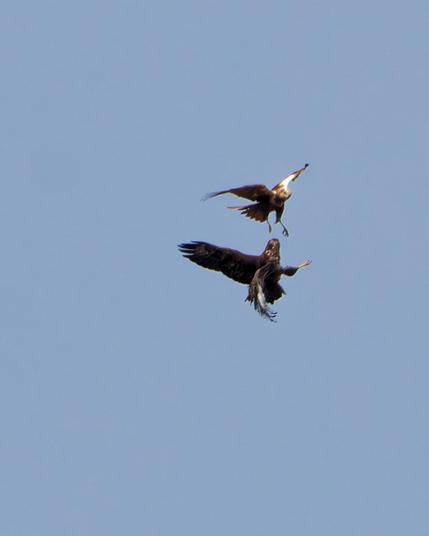 The buzzard tourns away