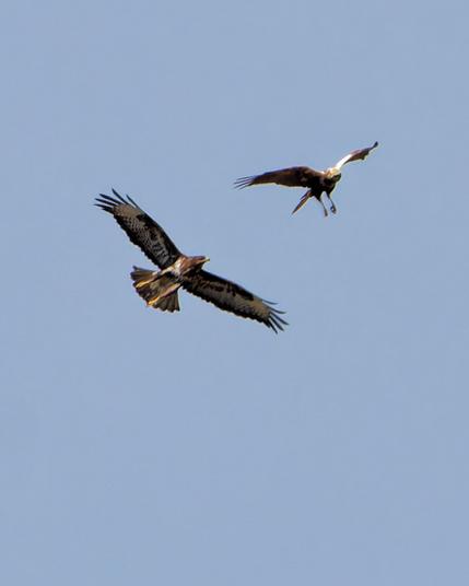 Both birds look now to each other. The harrier up the buzzard is deveated.