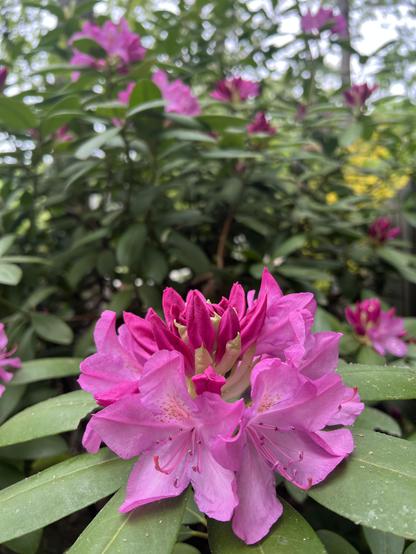 The image showcases a vibrant cluster of deep pink rhododendron blossoms in the foreground, surrounded by lush green leaves. Some of the flowers are fully open, revealing delicate pink petals with subtle darker pink speckles on the upper lobes and prominent stamens. Others are still in the bud stage, displaying a rich, almost magenta hue.

In the blurred background, more rhododendron flowers and foliage create a soft, colorful backdrop, hinting at a garden or natural setting. The lighting suggests it's daytime, with natural light illuminating the flowers and leaves. The overall impression is one of natural beauty and the vibrant colors of spring or early summer.