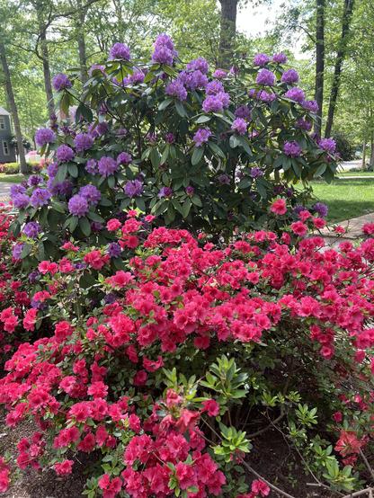 This image captures a vibrant display of flowering bushes in what appears to be a garden or yard. In the foreground, a large azalea bush is in full bloom, showcasing a profusion of bright, reddish-pink flowers. The blossoms are densely packed, creating a stunning burst of color.

Behind the azalea, a taller rhododendron bush is covered in clusters of lovely purple flowers. The contrast between the pink and purple blooms adds depth and visual interest to the scene. Lush green foliage provides a backdrop for both flowering bushes, indicating healthy and well-established plants.

The setting suggests a sunny day, with natural light illuminating the colorful blossoms. In the blurred background, hints of a residential area with green lawns and trees can be seen, placing the flowering bushes in a domestic garden setting. The overall impression is one of springtime beauty and the abundance of blooming shrubs.