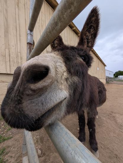 A big ass begging for pets from within their barn adjacent pen.