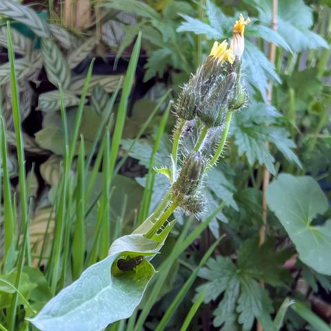 Blüten und Knospen einer Gänsedistel. Am unteren Bildrand baut sich gerade eine Raupe? einen Unterschlupf indem sie ein Blatt zusammenrollt und verspinnt.