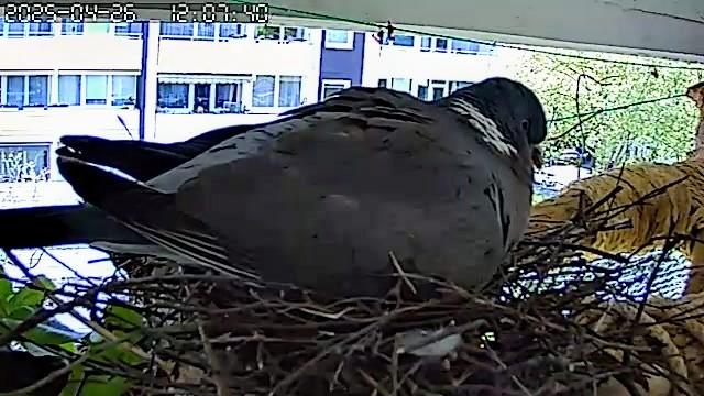 Die Ringeltaube Gurrsula auf ihrem Nest. Unter ihr sieht man eins der zwei Eier durch das eher flüchtig und löchrig zusammengesteckte Nest. Ich kann mir kaum vorstellen, das das Ei so warm gehalten werden kann.