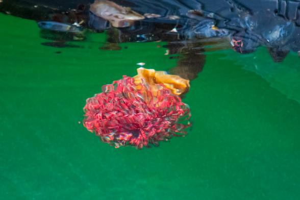 Underwater photo. A tubeworm spreads and waves his many bright red tentacles from the end of his rubbery tube. The tube is dark brown, and connects to the underside of a blue float holding, as well, a few mussels. There's a yellow blob on the tube, just beneath the waving tentacles, probably a sponge. The water is a deep green, slightly mottled with plankton and dust.