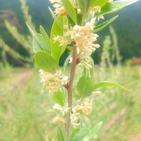 The close-up photo of  the winter silverberry flowers, which resemble clove flowers.