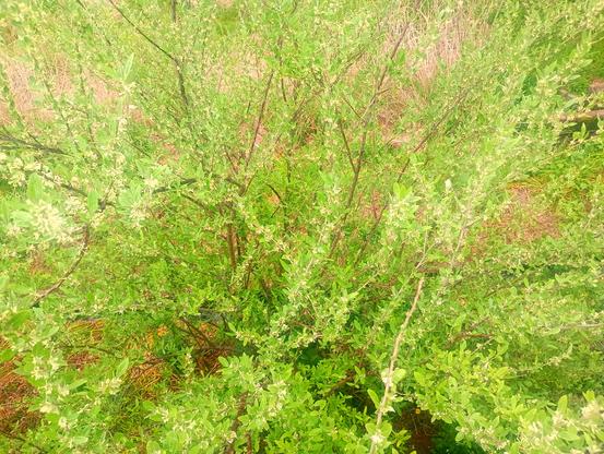 A shrub of winter silverberry.

Each tentacle of willowy branches is dressed up with little leaves and flowers from top to bottom.