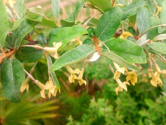 The close-up of the summer silverberry.

I think its leaves are little bit larger than the winter ones, but I'm not sure...