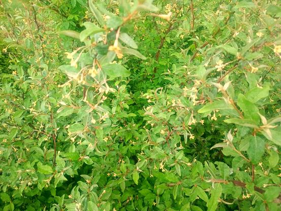 The dense shrub of the summer silverberry.