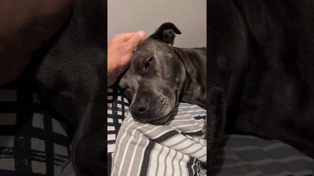 The Paw Lift... The Smile... Love You Holly 🥰