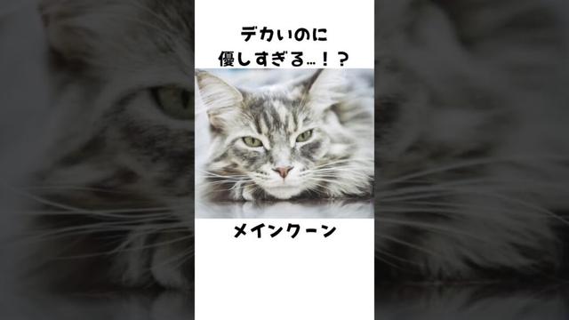 意外と知らないメインクーン🐈
