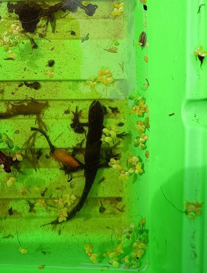 Palmate newt, male, showing the spike or filament on the end of his tail.