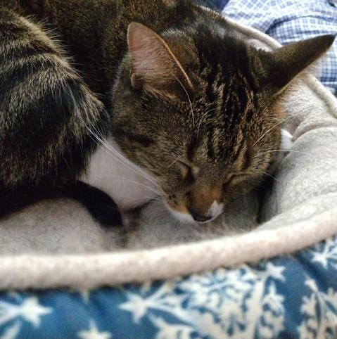 Pax, our diminutive tabby cat with white markings, is sleeping peacefully in her turquoise and white cat bed.  Her head is resting against the rim of the bed and on one long, white hind leg.  Her eyes are fully closed and her white whiskers are sticking outwards.