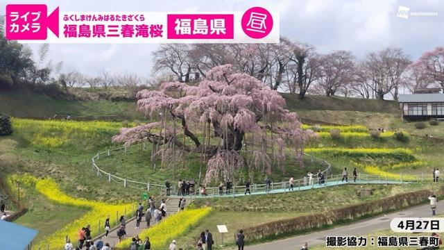 🌸桜ライブカメラ🌸福島県三春滝桜＜昼＞／2025年4月27日(日) #天然記念物 #日本三大桜