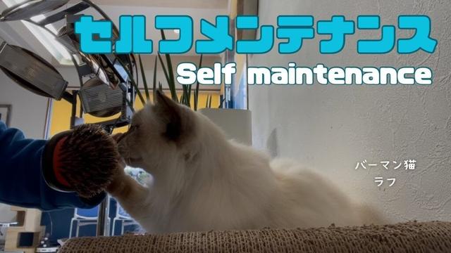 バーマン猫ラフ【セルフメンテナンス】Self maintenance（バーマン猫）Birman/Cat