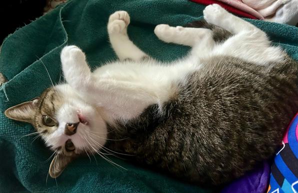 A piebald, polydactyl tabby lying on his side on a green towel. He has a front paw slightly lifted to grab me and his bitey mouth is about to get my hand.
