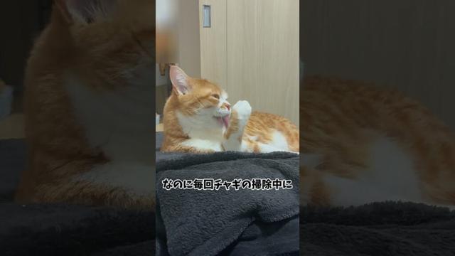 隠れてても呼ばれると来ちゃうホジェ#shorts