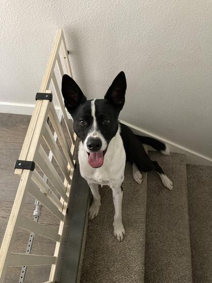 Rufus the black and white cattle dog is sitting on the top basement stair with a toddler gate blocking him from entering the kitchen while my mom's dog eats.