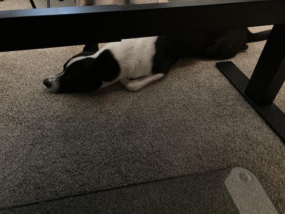 Rufus the black and white cattle dog is lying on the carpet under my desk. The desk support and leg are visible in the foreground, as is the edge of a glass chair pad.