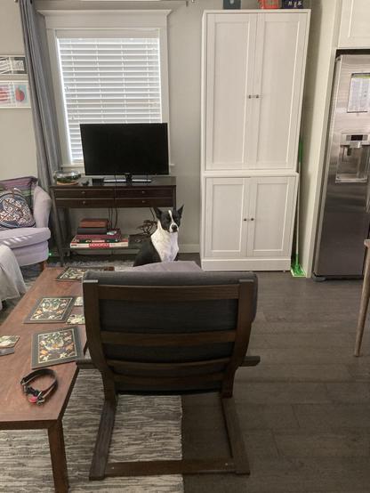 Rufus the black and white cattle dog is sitting between a chair and TV table, next to the cupboard in which his dinner is waiting. There's also a coffee table, reading chair, and the edge of a refrigerator visible around the edges of the image.