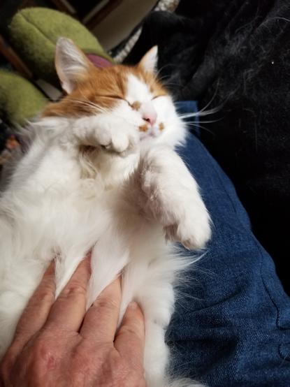 Fluffy cat sleeping on his back, hand rubbing his white belly fur.