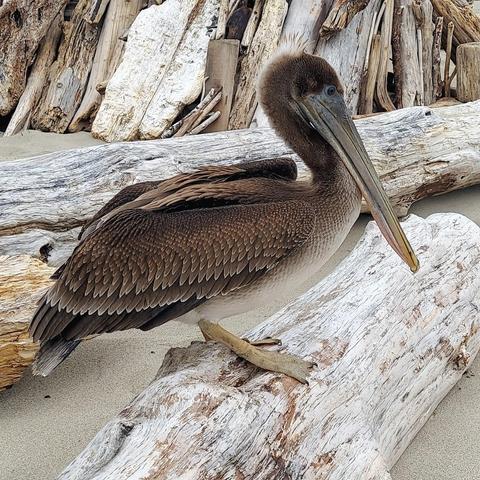 A fairly large brown bird with a white belly, standing on a piece of driftwood on a white sand beach. It has webbed feet and an almost comically long beak and a thin, S-shaped neck.