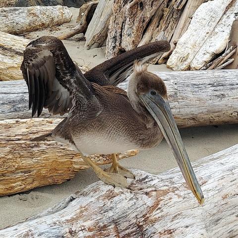 The same bird, lifting its wings about to take flight. In this pose, you can really see the tuft of lighter-colored feathers on its head, which resemble a tiny mohawk.