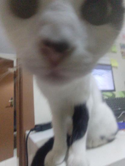 Gato em cima de uma mesa, com a câmera bem aproximada na cara do gato, causando um efeito de aproximação com a face do gato.