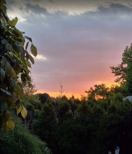 Pale yellow sunset over tall hedges and distant trees. The yellow area is outlined in an aura of pink-turning-purplish before blending into bluish-gray clouds. Photog is slightly elevated, standing on a small deck that supports a blooming wisteria, framing the left foreground.