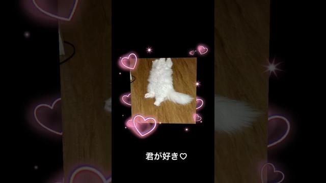 ラガマフィン白猫ななちゃん　へそ天ばっかりからのお布団で同化　#ragamuffin #ラガマフィン #白猫 #ねこのいる暮らし