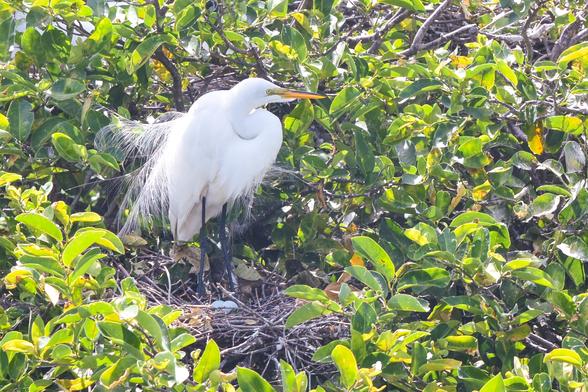 Snowy egret at its nest with eggs