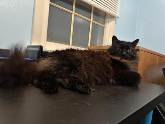 A fluffy black cat lounging on a black desk, with a window and light blue wall in the background.