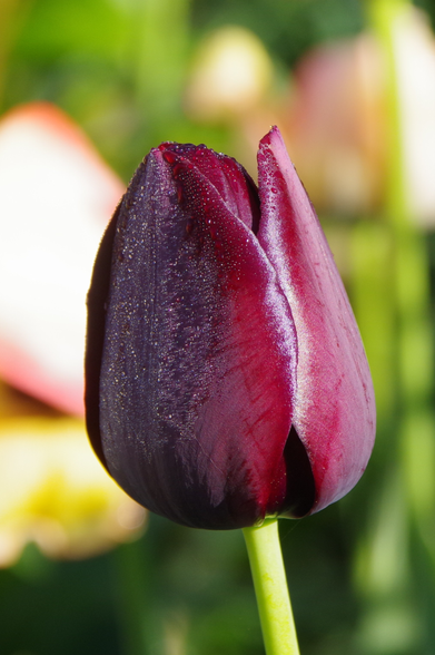Dunkelrote geschlossene Blüte, mit winzigen Tautropfen bedeckt.