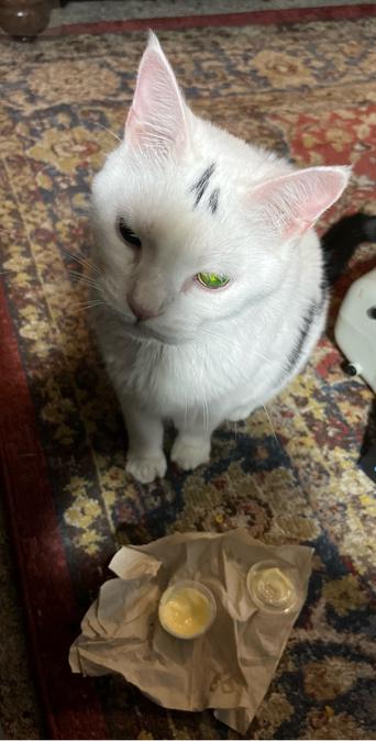 Cat sitting in front of a small container of butter