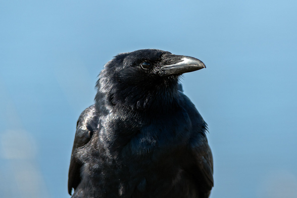Corvus ossifragus (known as fish crow) turning its head to the side.